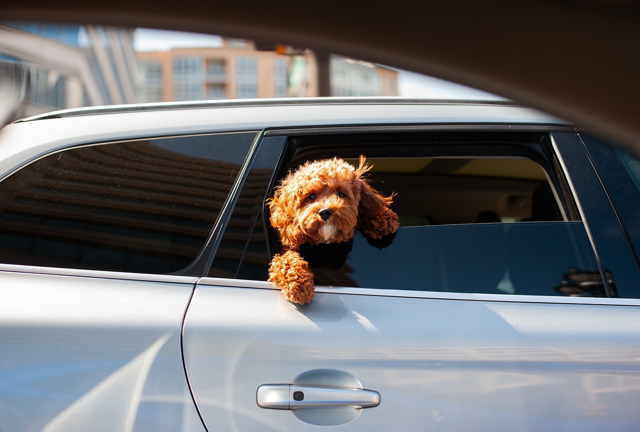 Dog looking out of a car window